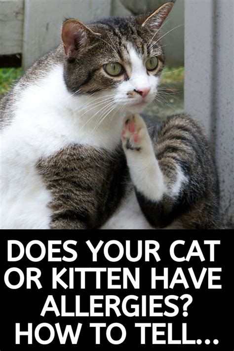It also said that without medical attention. Does Your Cat Have an Allergy? | Cat allergies, Cat care ...