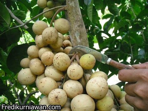 Untuk klasifikasi jenis ini tanaman industri yang dimaksud mencakupi tanaman aren, gmenlina, jabon, aren, kemiri, biji asam, bahan baku sedangkan untuk untuk bidang usaha pemanfaatan hasil hutan kayu dari hutan tanaman industri utama tidak ditentukan persyaratan dan batasannya. Hasil gambar untuk aneka tanaman buah buahan | Buah ...