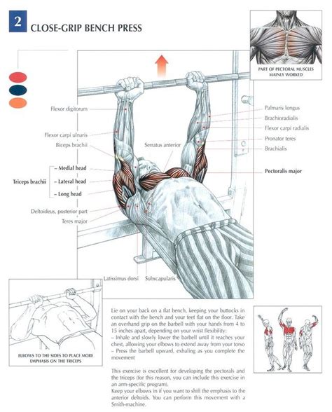The chest muscles are made up of the pectoralis major and, underneath that, the pectoralis minor. 34 Bench Press Muscles Used Diagram - Wire Diagram Source Information