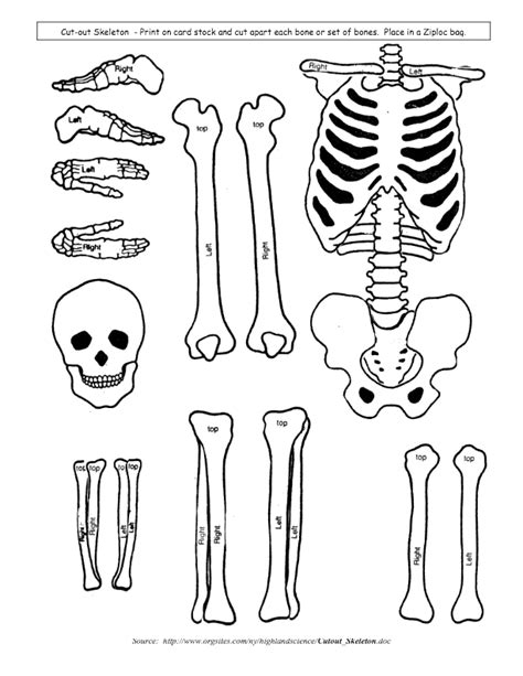 Skeletal System Model Cut Outs For Children Kids Students Learning