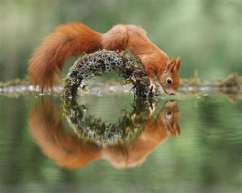 Wildlife Photographer Captures Natures Magical Little Moments
