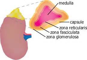 Thyroid, Parathyroid, Adrenal, Endocrine Surgery, Anatomy of the