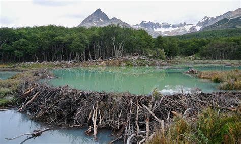 Beaver dam, why it is an essential for the thriving areas? |MyRokan