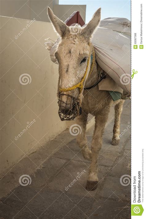 Traditional Greek Donkeys In Oia On Santorini Island In Greece Stock