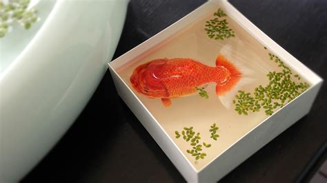 Gold Fish For 1920 X 1080 Hdtv 1080p Resolution 1920x1080 Wallpaper