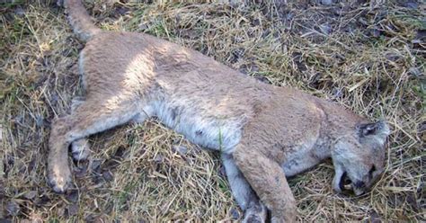 Dead Cougar Found In Western Minn Cbs Minnesota