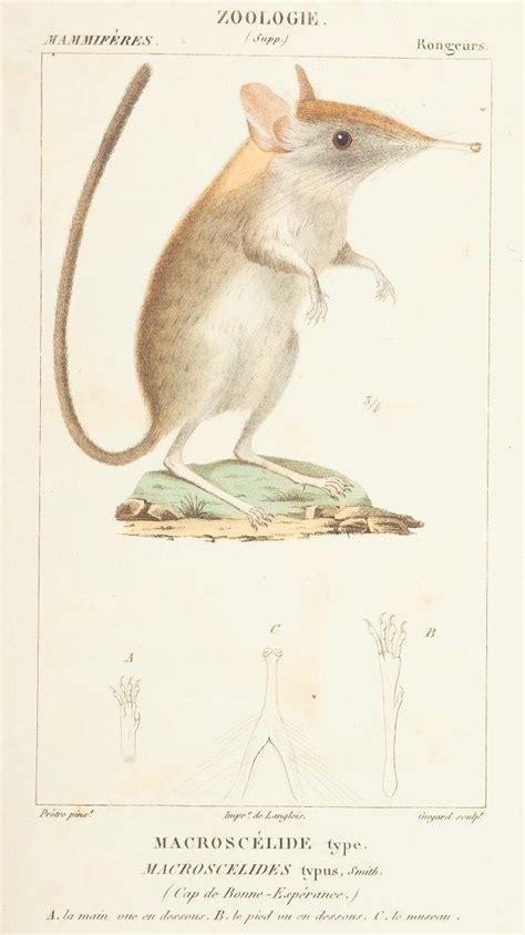 Science Or Art Beautiful Illustrations Of Animals From 170 Years Ago