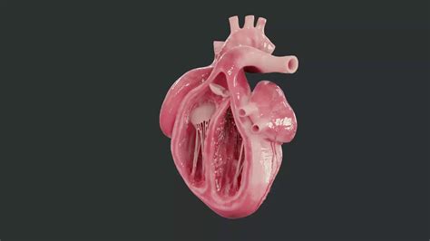Human Heart 3d Model Youtube