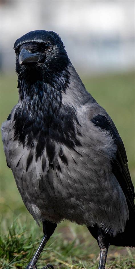 A Bird With Black And Grey Plumage Birds Black Grey Plumage Pretty