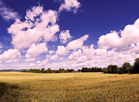 Amazing Summer Field Green Grass Field Nature Landscape Summer