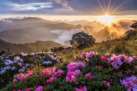 Hd Wallpaper Flowers Nature Mountains Sunset Sunrise Mist