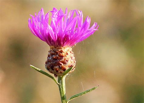 Maybe you would like to learn more about one of these? 24 Bunga Ini Punya Bentuk Aneh Bin Ajaib, dari yang Mirip ...