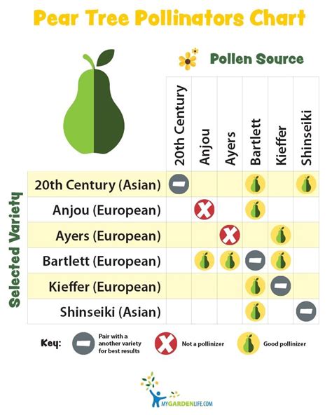 Fruit Tree Cross Pollination Chart