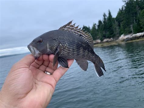 Black Sea Bass Centropristis Striata Islesboro Maine 20 Flickr