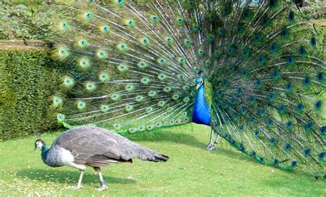 How Do Peacocks Mate And Reproduce Joy Of Animals