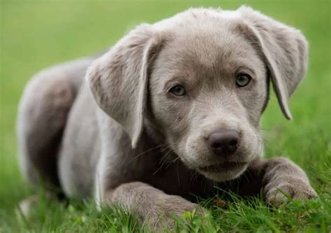 How Much Does A Silver Lab Puppy Cost