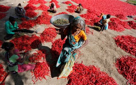 This is why a number of reputed paint brands have come up in the country with top quality products to cater to their needs. Chilli farmers hit by bumper crop, low prices in Telangana ...