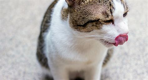 Is your cat vomiting after eating? Does Your Cat Vomit Frequently? - The Purrington Post