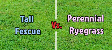 What Are The Different Types Of Lawn Grass Rye Fescue OFF