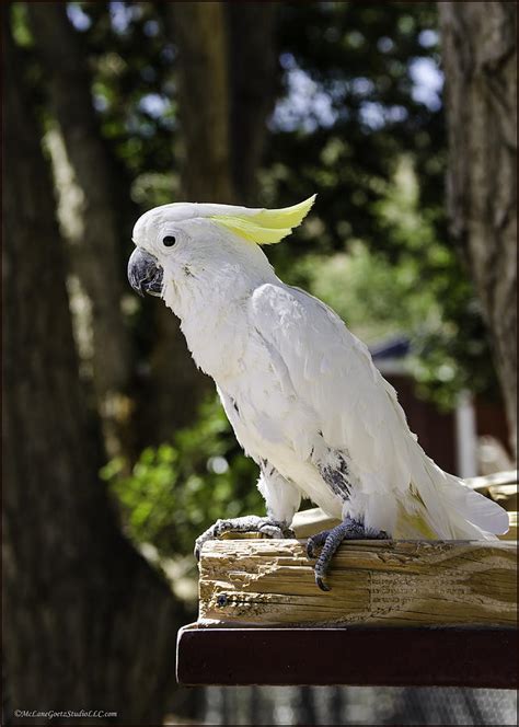 Cockatoo White Parrot Photograph By Leeann Mclanegoetz