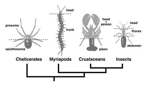 Arthropoda Eg Insect Body Form The A Level Biologist Your Hub