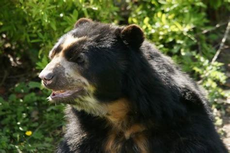 Spectacled Bear Animal Facts And Information