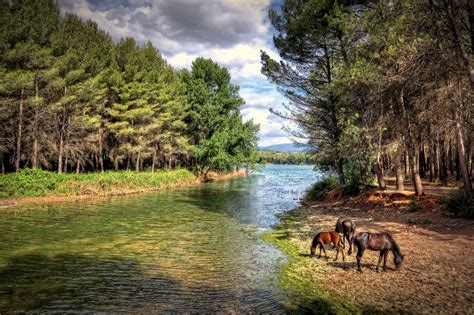 The great collection of forest animal wallpaper for desktop, laptop and mobiles. Horses Rivers Forests Animals | Beauty wallpaper, Landscape