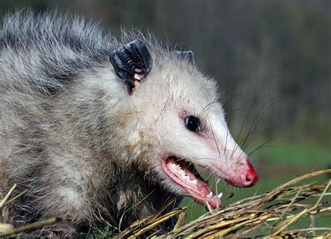 Opossum Stock Photos Pictures And Royalty Free Images Istock