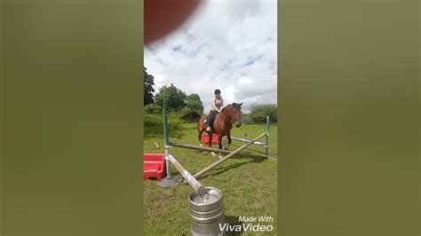 Standardbred Horse Jumping Youtube