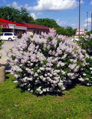 The overall size of the plant stay smaller, remains denser and more rounded, and grows a bit slower than common lilacs. Miss Kim Manchurian Dwarf Lilac - Syringa - Outdoors ...