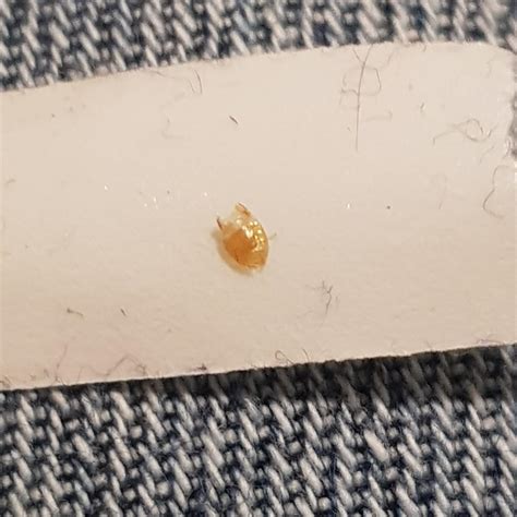 Does This Look Like A Bed Bug Shell Casing Rbedbugs