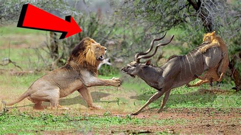 Helpless Old Lion In Front Of Angry Antelope Leopard Vs Honey Badger