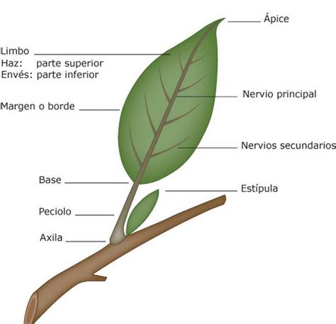Partes De Una Hoja Ciencias De La Naturaleza Herbario De Hojas