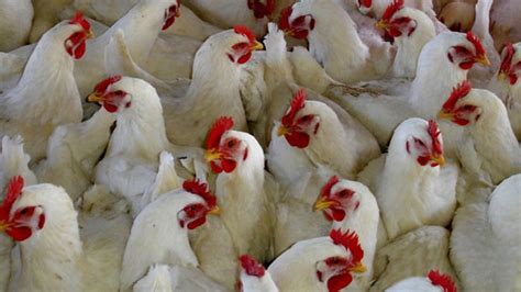 Hal ini membuat ayam broiler menjadi salah satu jenis ayam yang cukup laris di pasaran, karena harga yang murah dan daging yang tebal. √Harga Ayam Broiler di Indonesia Tahun 2019, Jenis, Ternak, Pakan, FCR