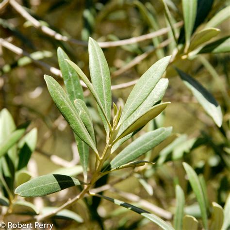 It is a relatively slow grower which responds well to pruning. Mediterranean olive + cvs - Inland Valley Garden Planner