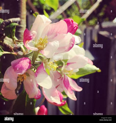 Summer Apple Blossom Tree In The Garden Stock Photo Alamy