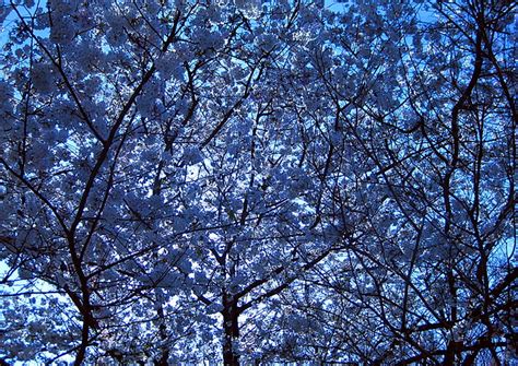 Blue Trees Flickr Photo Sharing