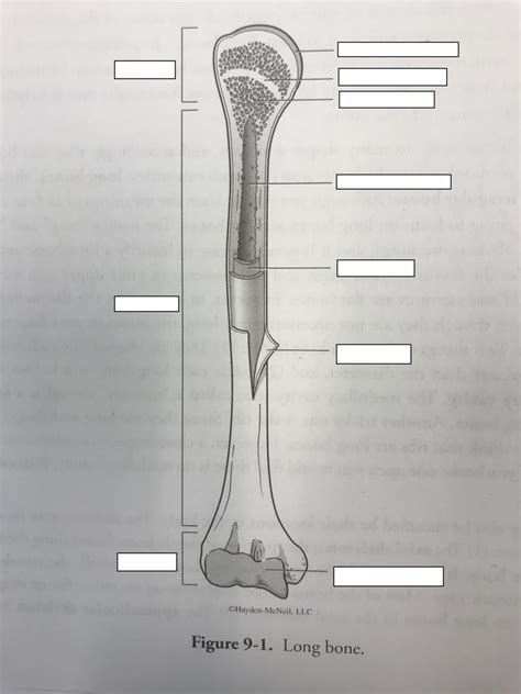 Long Bone Labeled Quizlet Chapter 6 Intro Skeletal System Diagram