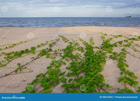 Plantas Verdes En La Playa Foto De Archivo Imagen De Pista 55013502