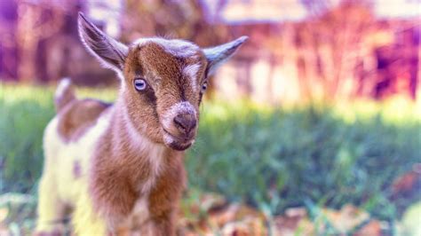 Goat Wallpapers Top Free Goat Backgrounds Wallpaperaccess