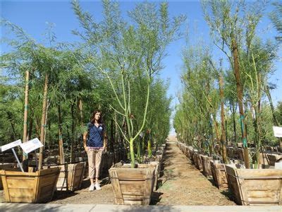 The palo verde tree varieties are becoming very popular in the south west united states, especially in southern california. 10 best images about Desert Trees on Pinterest | Trees ...