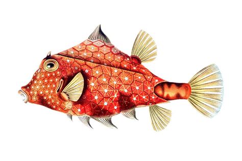 Vintage Fish Illustration Creazilla