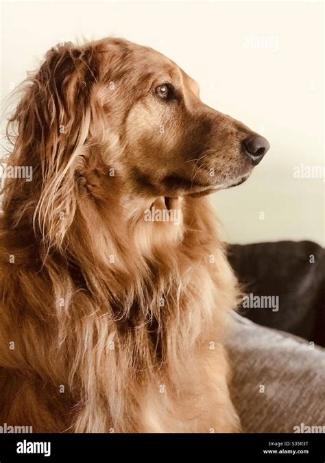 Golden Retriever Head Shots Portraits