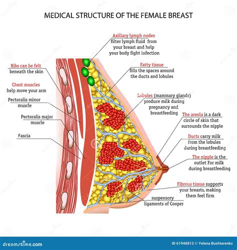 Anatomy Of The Female Breast Stock Vector Illustration Of