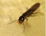 Photos of Swarming Termites Pictures