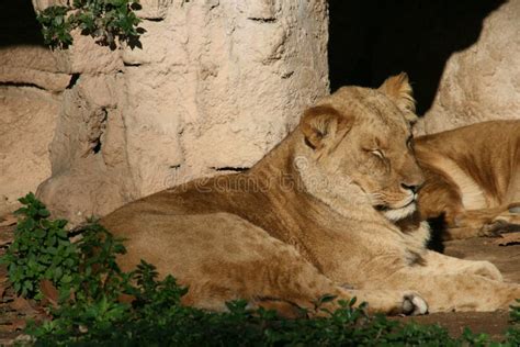 Lion Resting In The Sun Stock Photo Image Of December 202089656