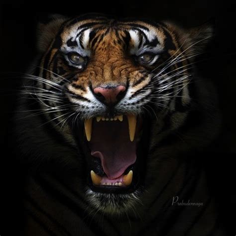 It Insight Us Angry Tiger By Dnaga