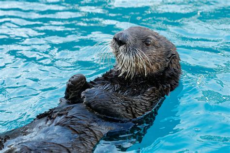 Alaskan Sea Otters Coming To National Sea Life Centre Birmingham In