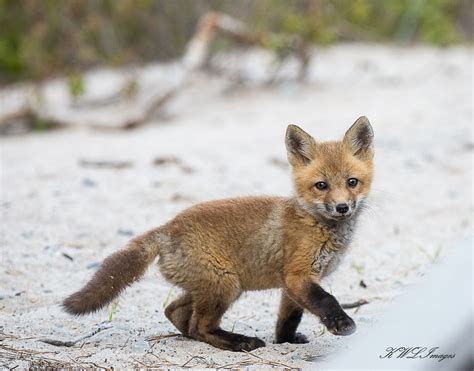 Cutie Red Fox