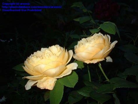Plantfiles Pictures English Rose Austin Rose Charlotte Rosa By Gxiong
